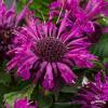 Monarda Bee Pure 77423 1