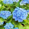 Nikko Blue2