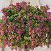 Origanum Bellissimo 74299 2