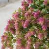 Origanum Bellissimo 74299 3