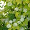 PECHERNICA LUTEUS