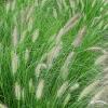 Pennisetum Hameln 79719 1