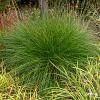 Pennisetum Hameln 79719 2