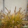 Pennisetum Hameln 79719 4