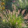 Pennisetum National Arboretum 74131 1