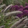Pennisetum National Arboretum 74131 6