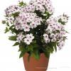 Phlox Flame White Eye 76320 1