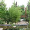 Phyllostachys bissetii