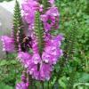 Physostegia virginiana1LinBow