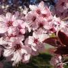 Prunus cerasifera Pissardii 02 1