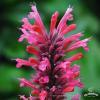 Red fortune2