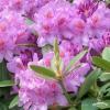 Rhododendron Catawbiense Grandiflorum.