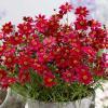 Ruby red1