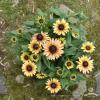 Rudbeckia Flamenco Vanilla 72992 2
