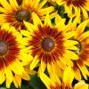 Rudbeckia SmileyZ Big Shine 72976 1