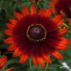 Rudbeckia SmileyZ Happy 72934 1