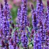 Salvia Blue Field 78236 2