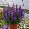 Salvia Rianne 78287 2