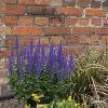 Salvia Rianne 78287 3