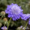 Scabiosa Mariposa Blue 74801 1