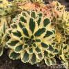 Sedum Atlantis 75276 5