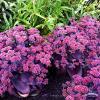 Sedum Oriental Dancer 75245 2
