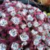Sedum Purpureum 71887 1