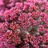 Sedum SunSparkler Cherry Tart 75232 1