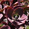 Sedum SunSparkler Cherry Tart 75232 3