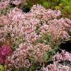 Sedum Tricolor 79735 3