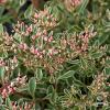 Sedum Tricolor 79735 4
