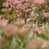 Sedum Tricolor 79735 6