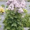 Thalictrum Nimbus Pink 74487 2