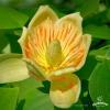 Tulipanowiec amerykaski HB2