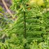Vernoniae Cristatum
