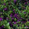 Vinca minor Atropurpurea 71552 2