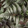 Wietlica Pictum2