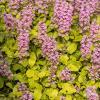 ajuga gold chang 12