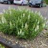 alba adrian salvia nemorosa 77311 3