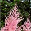 astilbe japonica europa