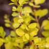 berberis thunbergii yellow tower