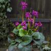 bergenia eroica 4