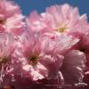 blossom 249340 1920
