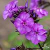 blue paradise phlox paniculata 76214 3