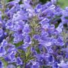 blue planet nepeta hybrida 74947 1