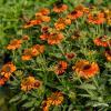byliny i trawy helenium 79128 3
