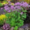 byliny i trawy thalictrum rutewka 79453 3