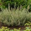 calamintha nepeta ssp nepeta calamintha nepeta 70195 1