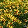 coreopsis firefly 72356 2