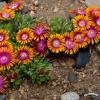 delosperma fire spinner 78155 2